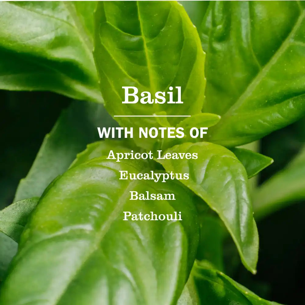 Basil Room Freshener